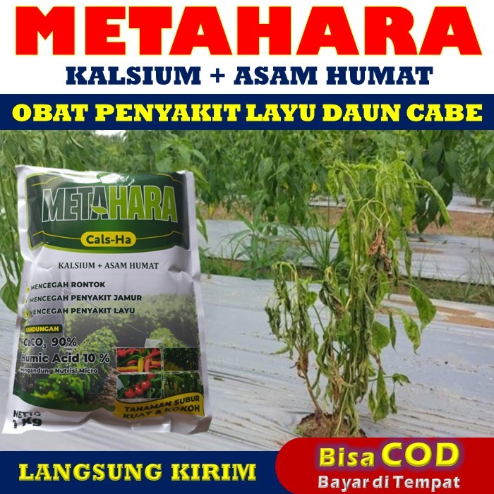PROMO COD 100% AMPUH Obat Penyakit Layu Daun Tanaman Cabe Terbaik METAHARA 1 KG Pupuk Kalsium Bubuk 
