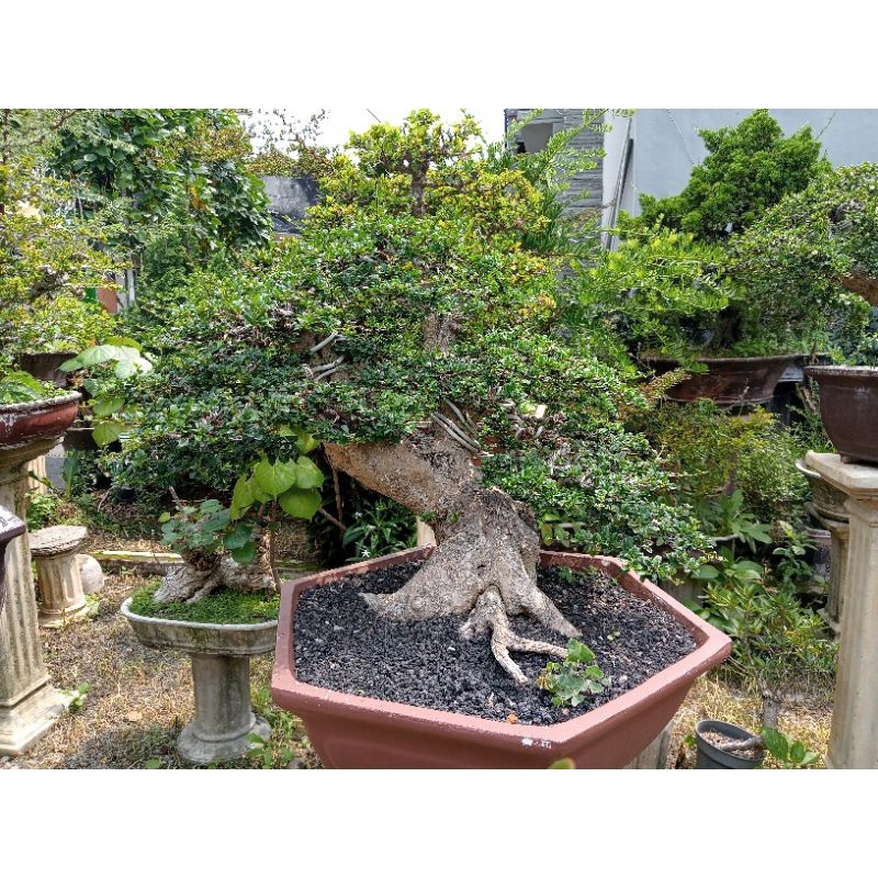 bonsai hokianti micro istimewa siap pajang siap kontes
