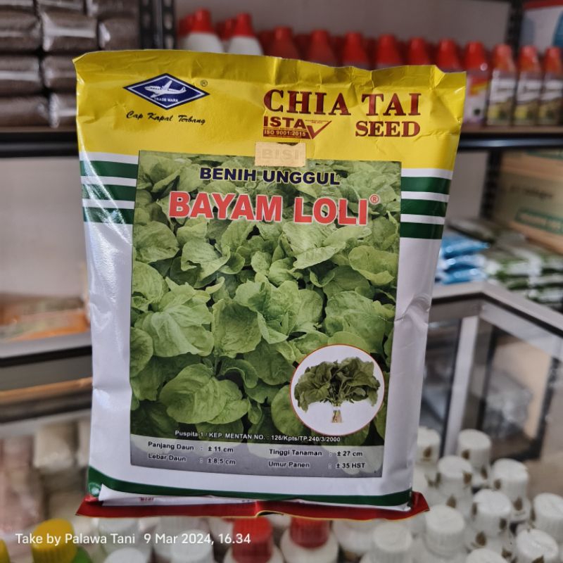 Benih Bayam Loli 500gr