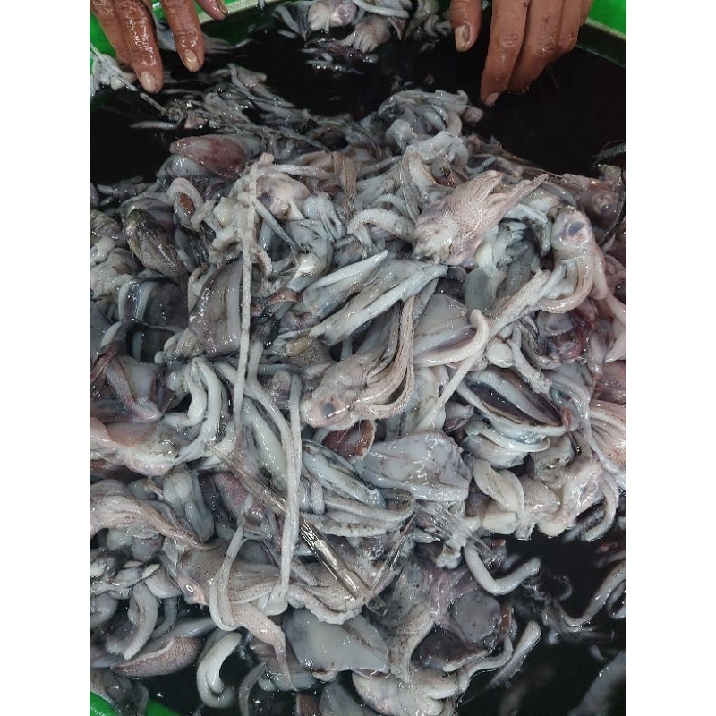 

Jual Kepala cumi Saja (500gr)