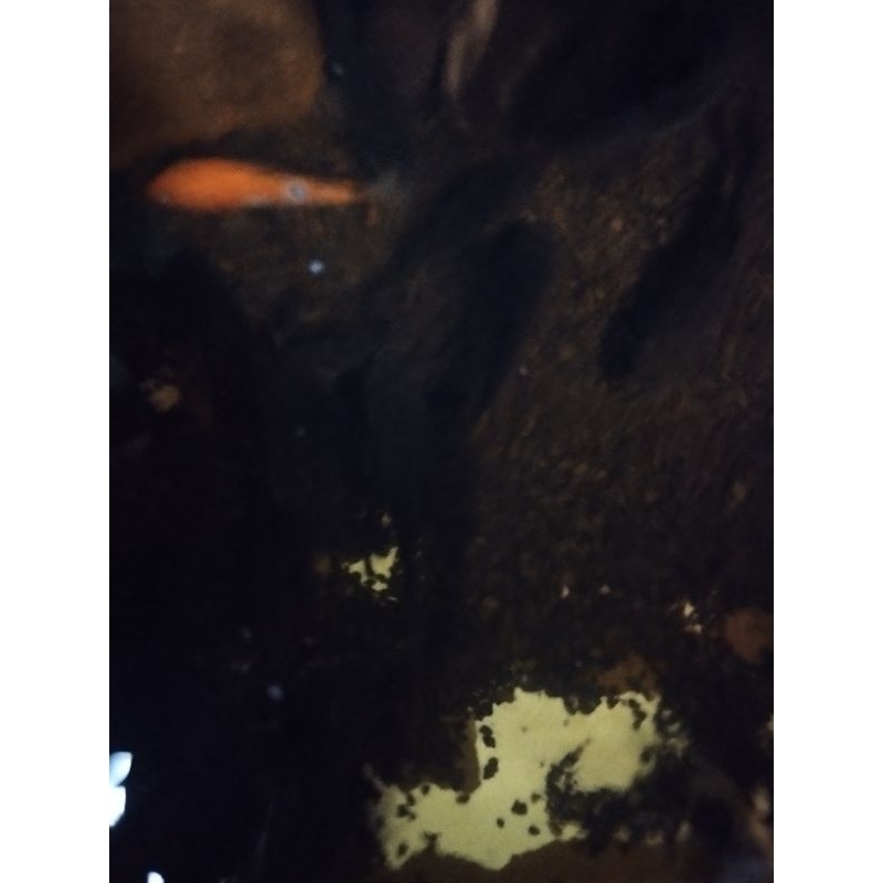 bibit ikan mas hitam besar