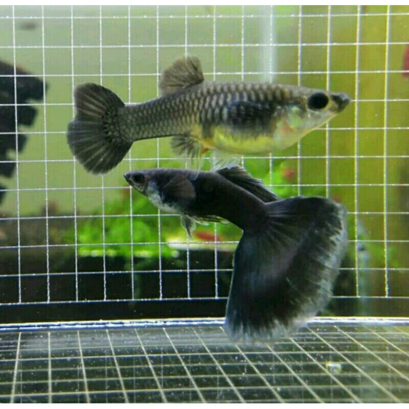Guppy black moscow sepasang