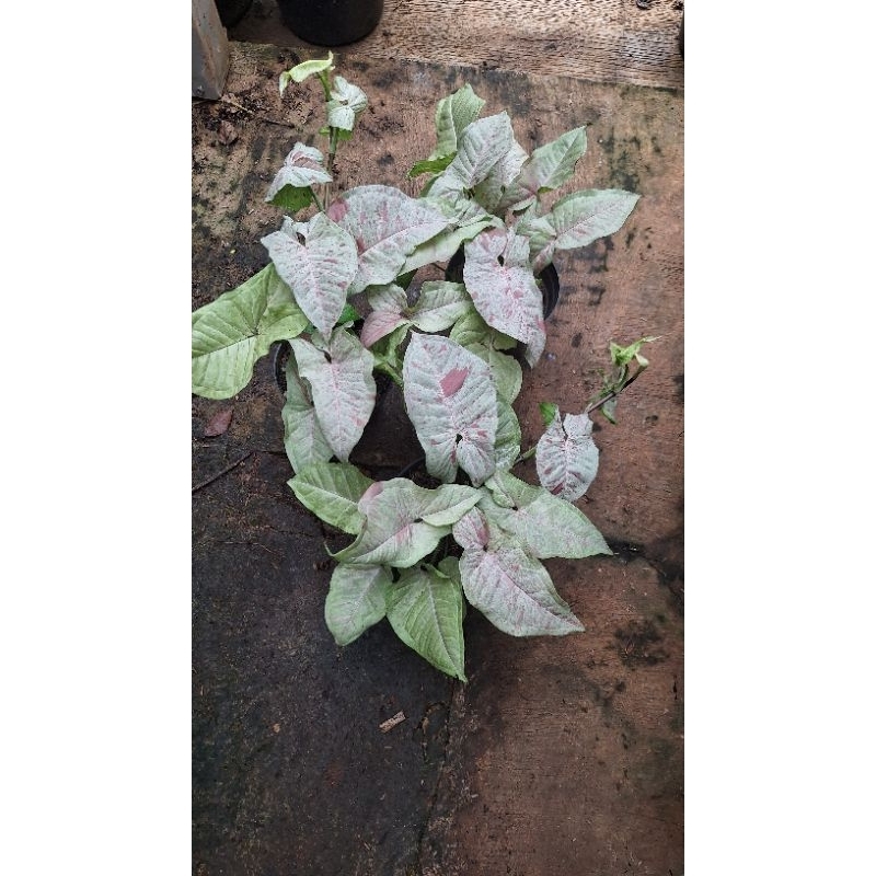 SYNGONIUM MILK CONFETTI
