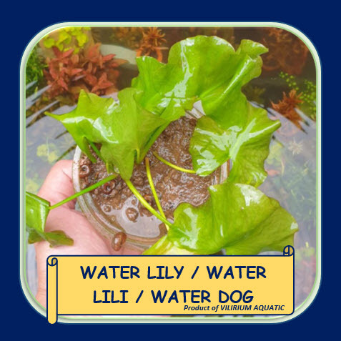TANAMAN AQUASCAPE - WATER LILY / WATER LILI / WATER DOG