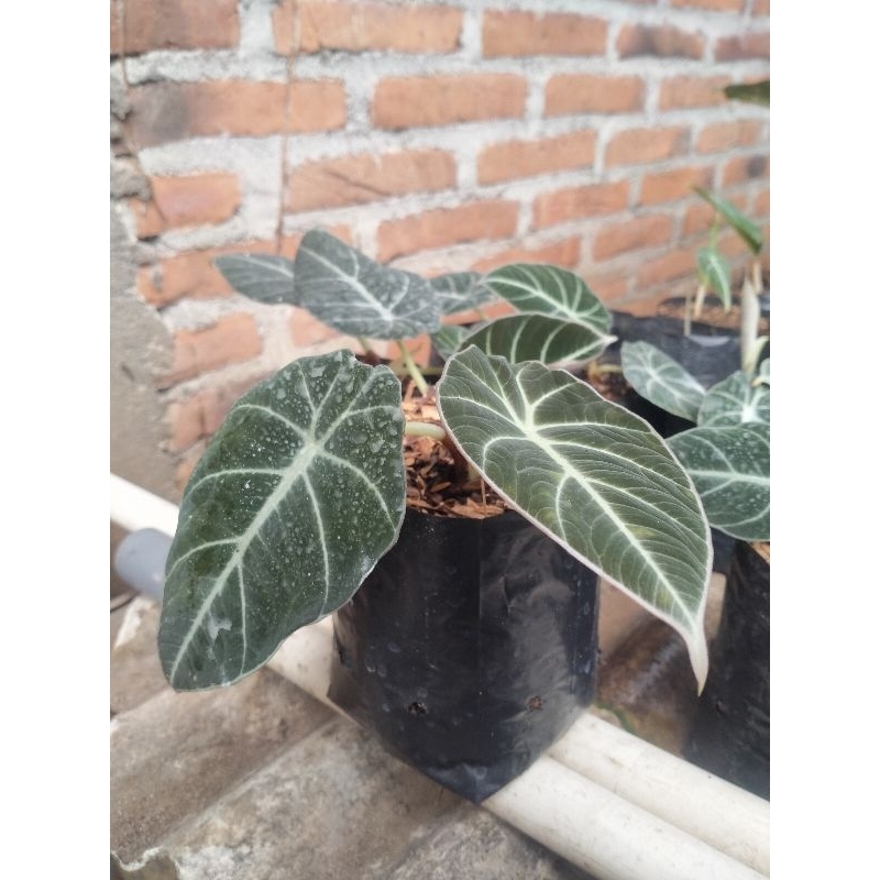 keladi tengkorak alokasia black velvet