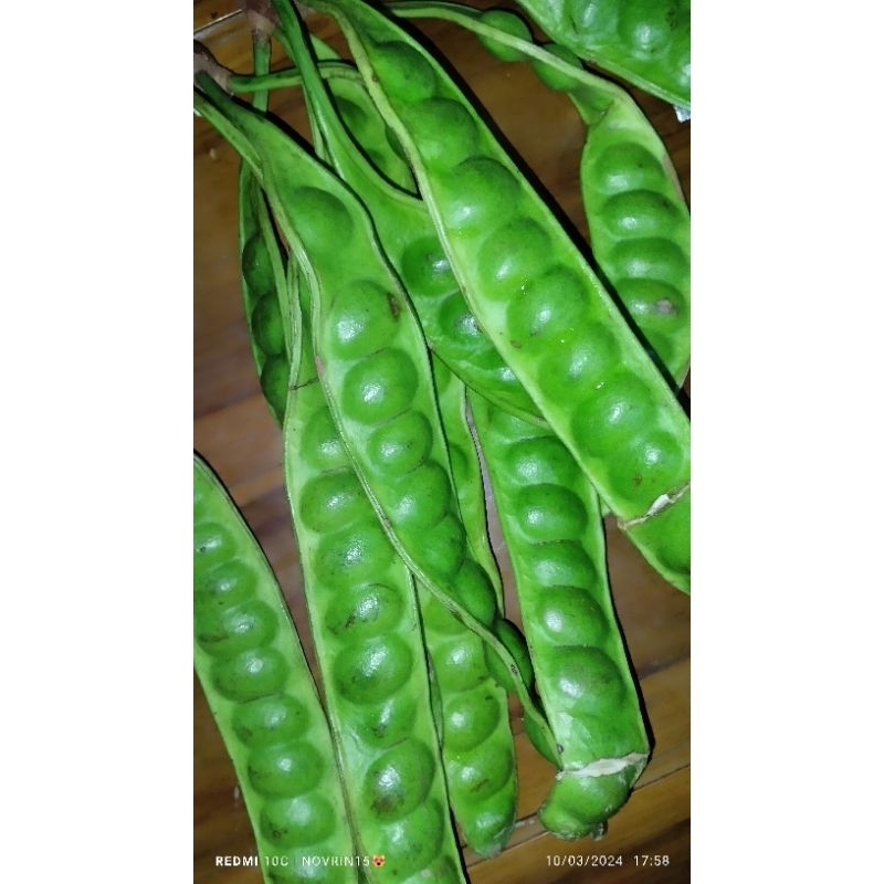 

Pete 1 ikat 10 lonjor murah