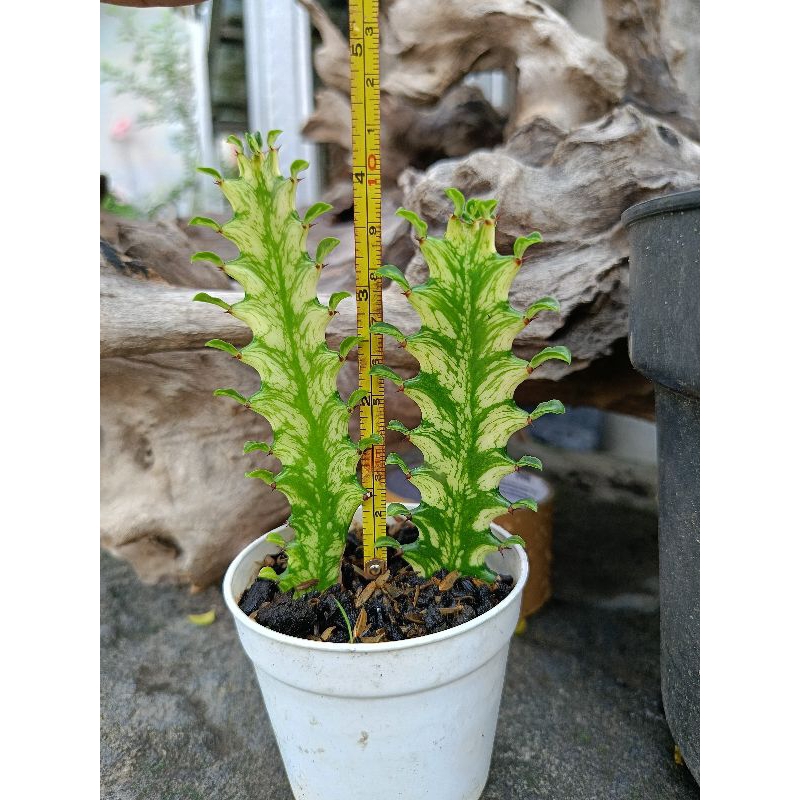 euphorbia mayurnathanii variegata