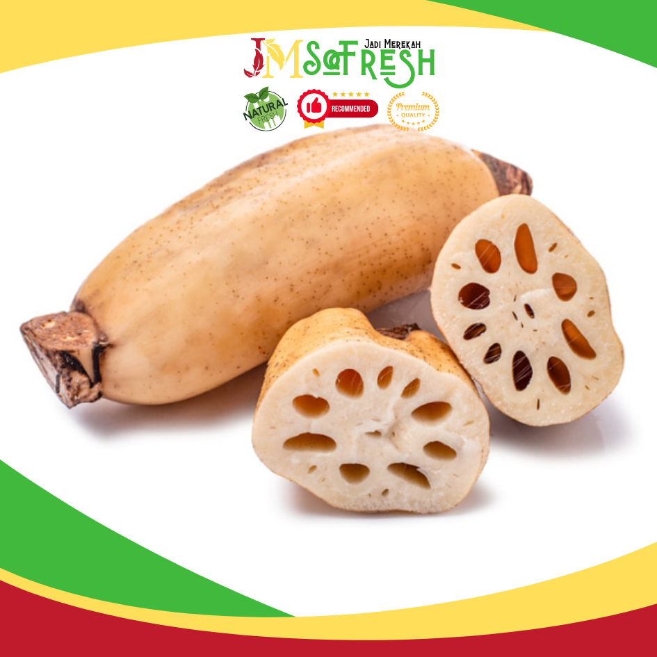 

[JM_SoFresh] Sayur Akar Teratai 1 Pcs / Lotus Root / Rengkong Fresh