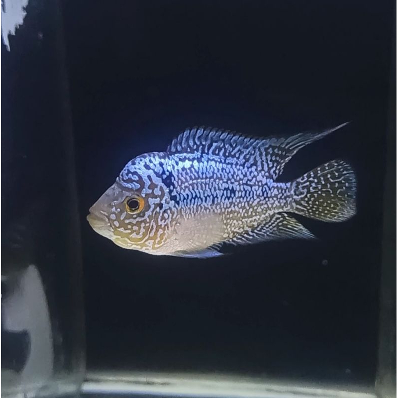 Progresan cencu 7-8cm