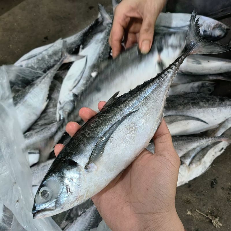 

Ikan Tengkek Frozen (5 kg)