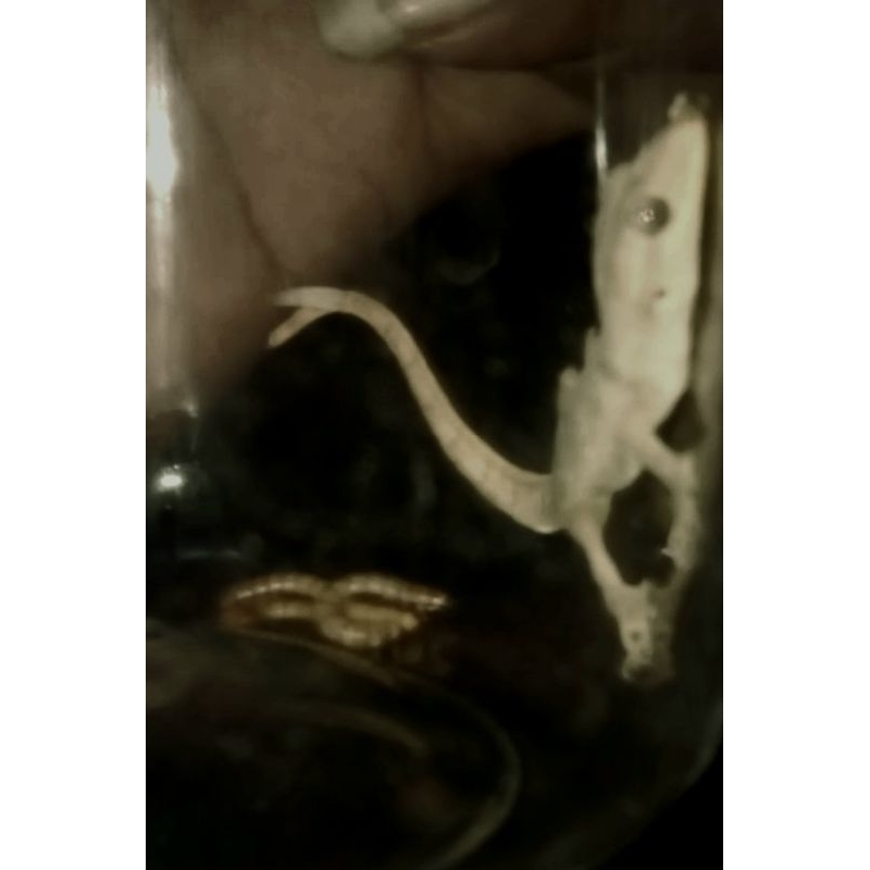 CICAK EKOR CABANG 21