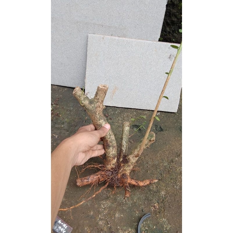 Tanaman hias Dongkelan sancang / bahan bonsai sancang / bahan bonsai / Tanaman Bonsai / beli 1 grati