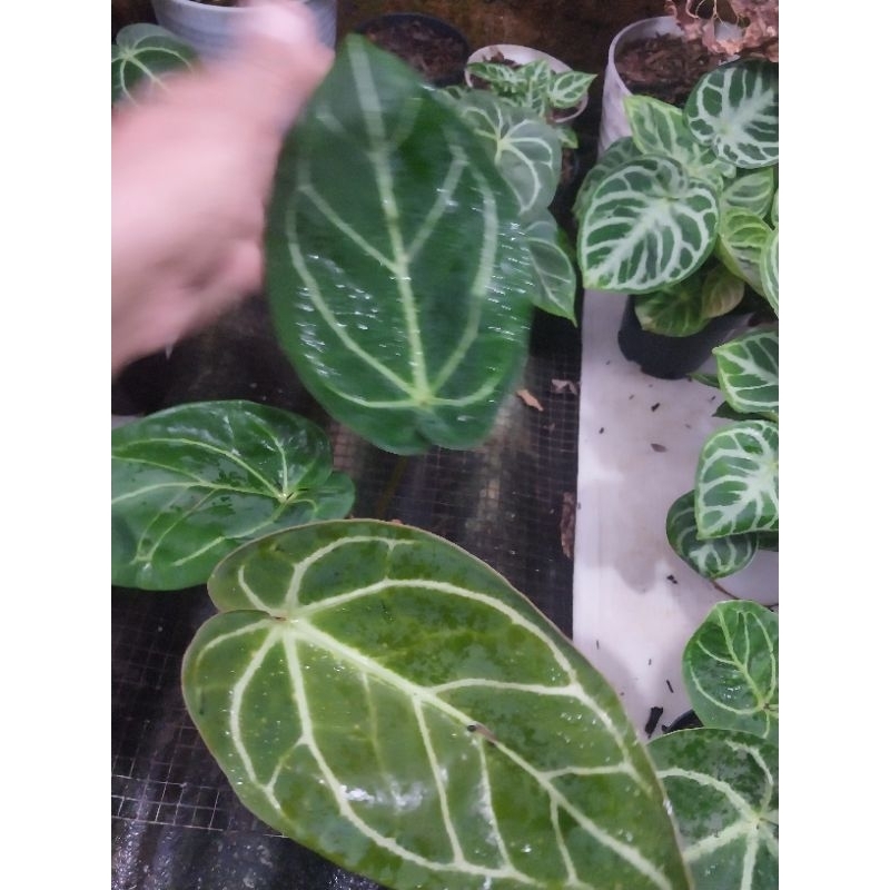 Tanaman Hias Anthurium Kuping Gajah Red Gunsal