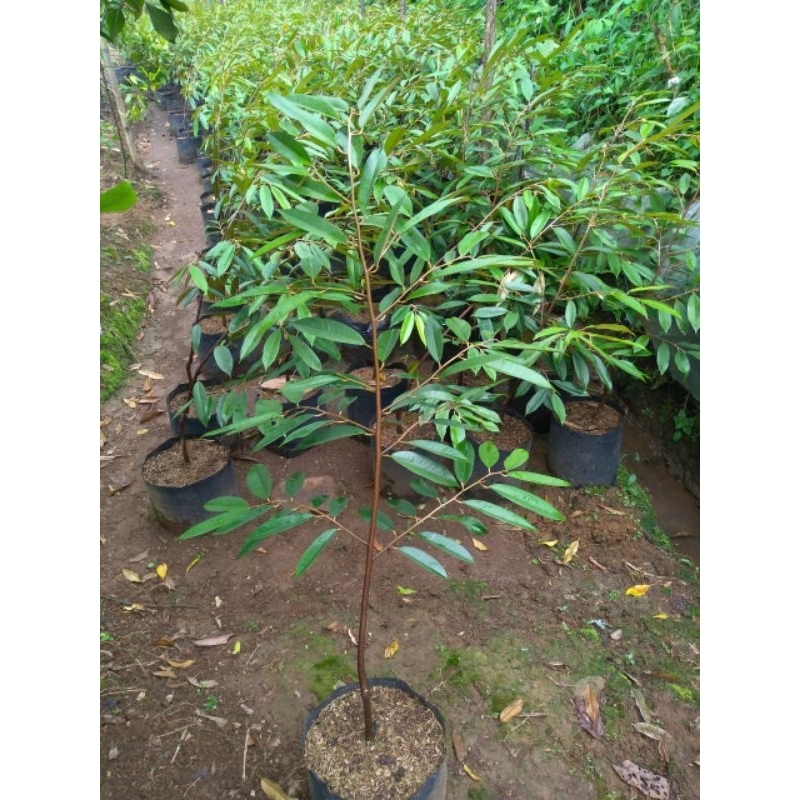 bibit Durian musangking siap bunga