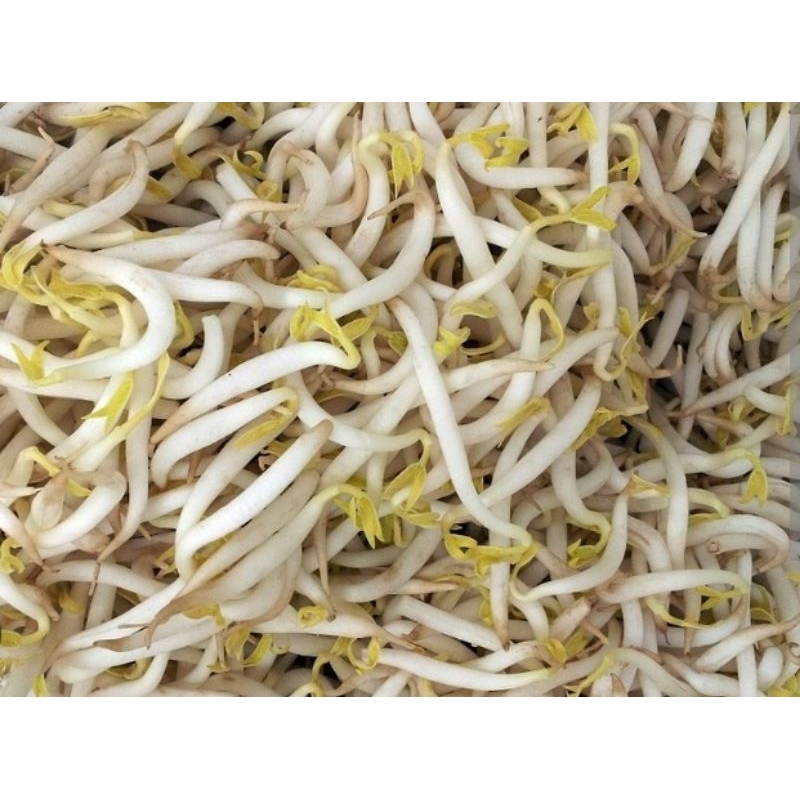 

Toge 250 gram KIRIM INSTAN