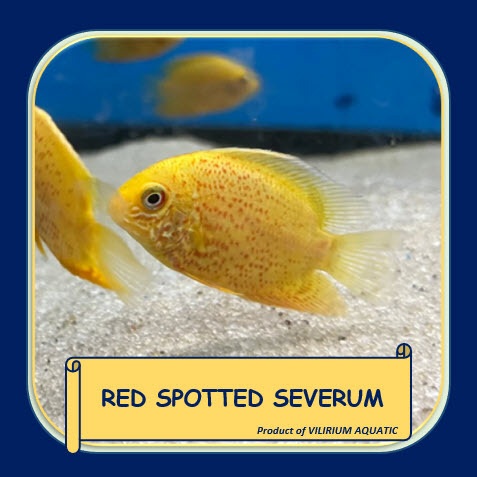IKAN HIAS AIR TAWAR - SEVERUM MERAH / RED SEVERUM CICHLID / RED SPOTTED SEVERUM CICHLID