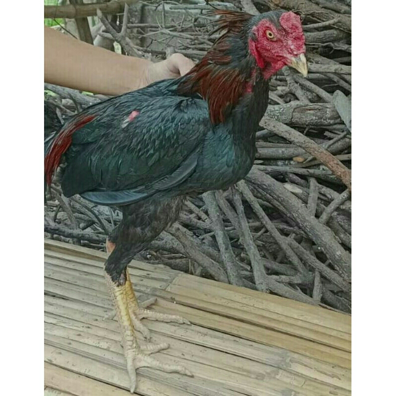 Ayam Pacekan Kutukan Pakhoy, Telur, Anakan dan Indukan