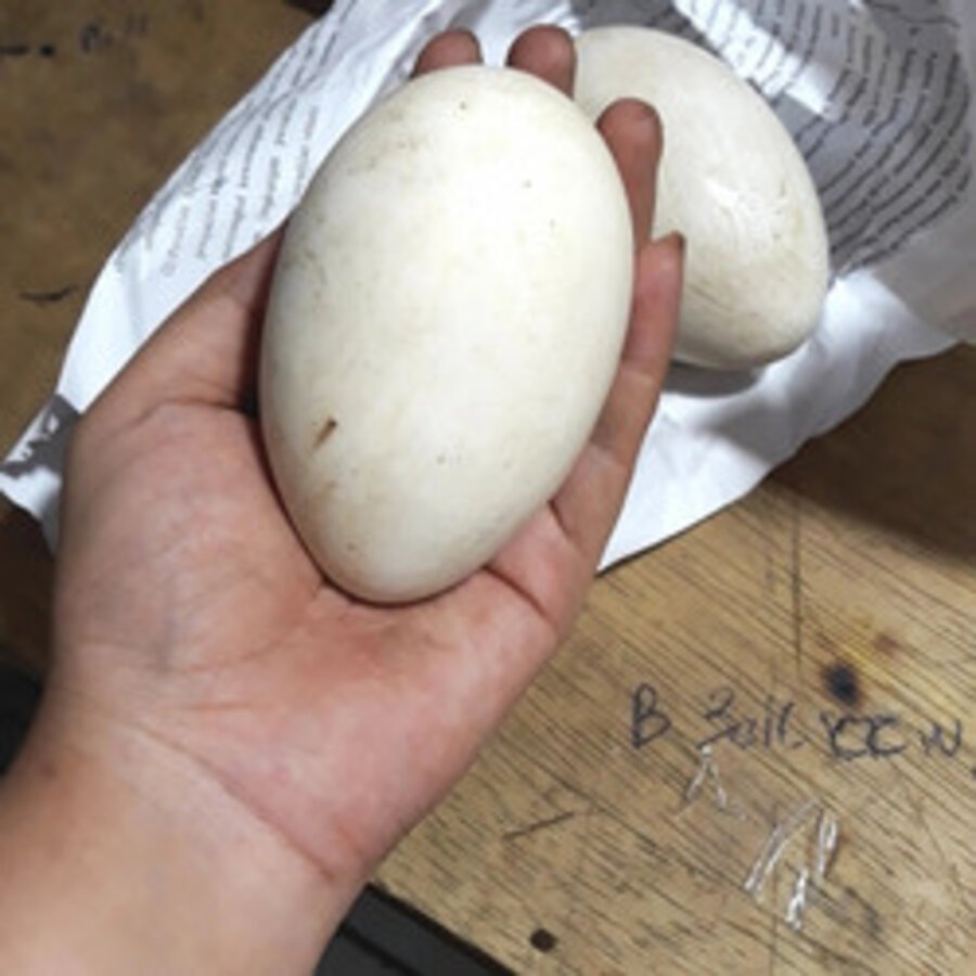 

telor angsa busuk gagal netas