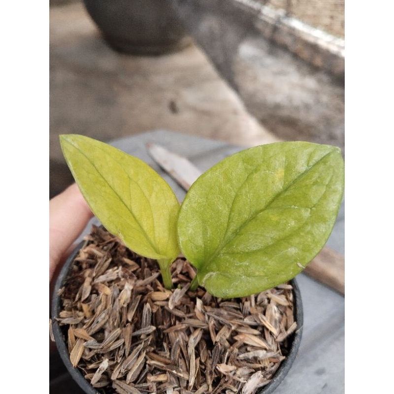 anthurium jemani wayang varigata mint putih