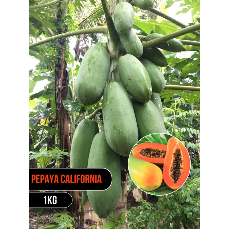 

Pepaya california berat 1/2-1kg/Jaminan
