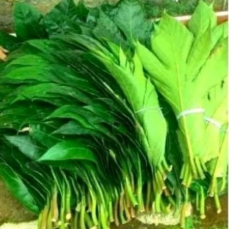 

Daun Sukun Segar Herbal