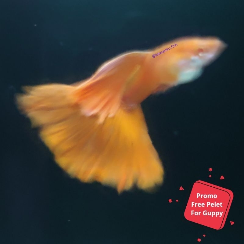 

Gambar Guppy Albino Full Red AFR Sepasang