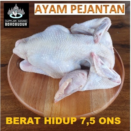 

Ayam pejantan berat hidup 7.5 ons