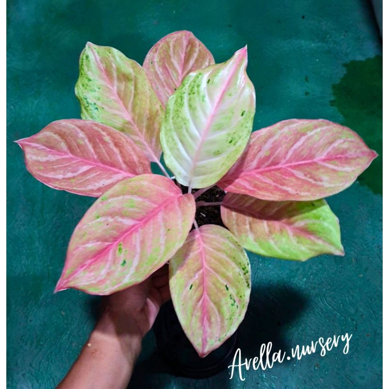 Aglonema Bidadari Dewasa daun 7,8,9+++