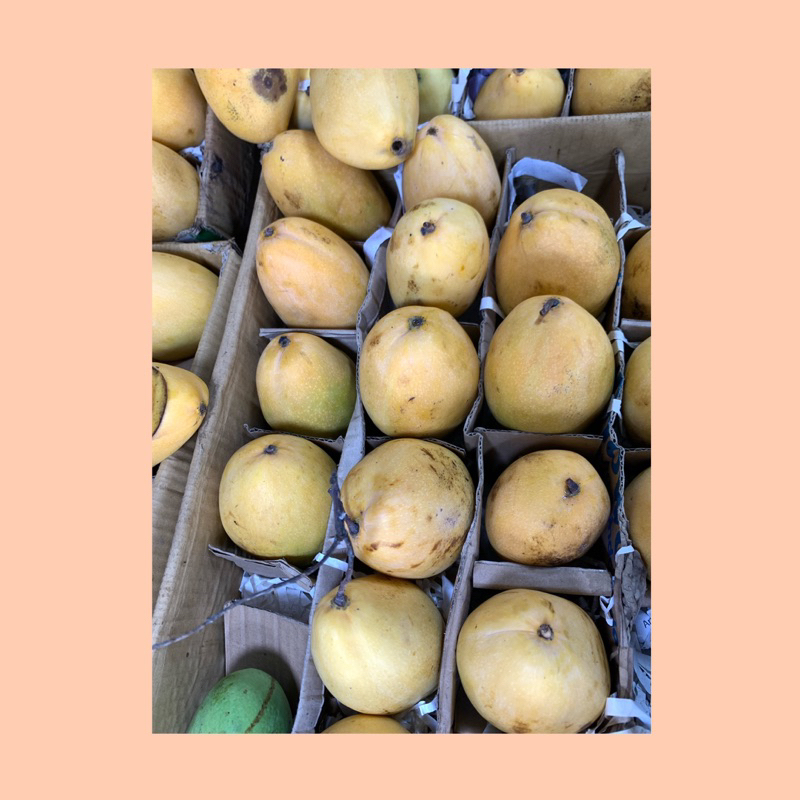 

Buah mangga thailand / mangga thailand