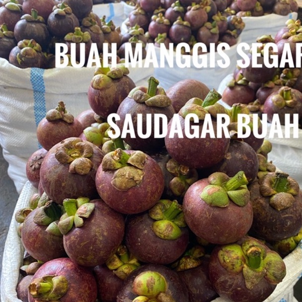 

OIK487 HOT BUAH MANGGIS SEGAR 1KG