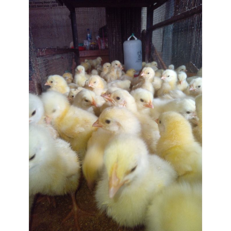 Doc Ayam Broiler Super Vaksin Grade B 1 Box Isi 102 Ekor.