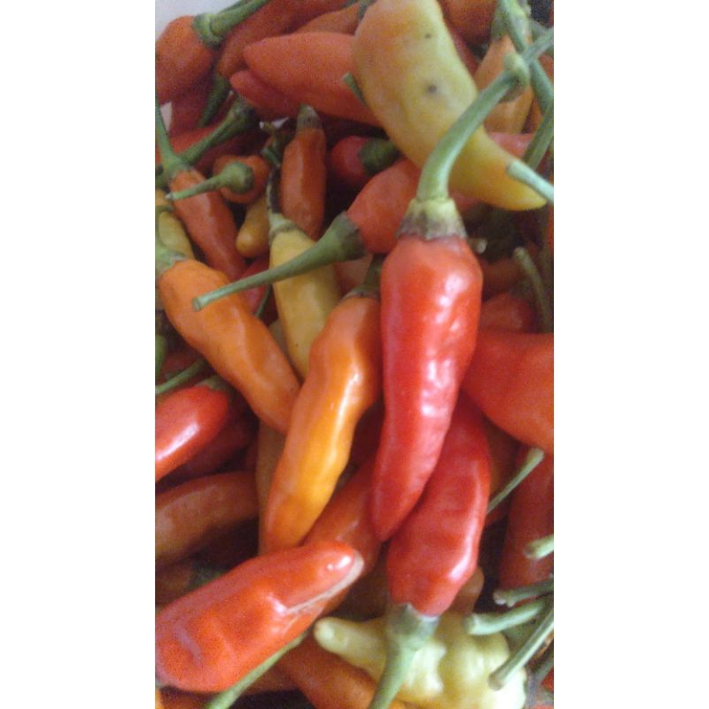 

Cabe ori/asmoro JELAS PEDAS