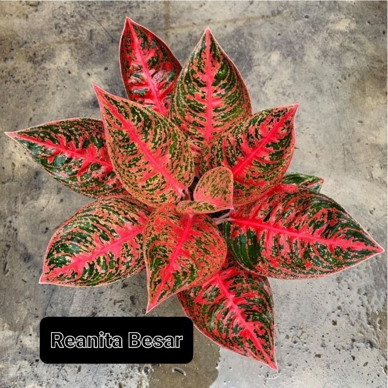 Tanaman Hias Aglonema Reanita Bunga Hias Aglonema Aglaonema Reanita Murah Merah BUKAN BONGGOL Tanama