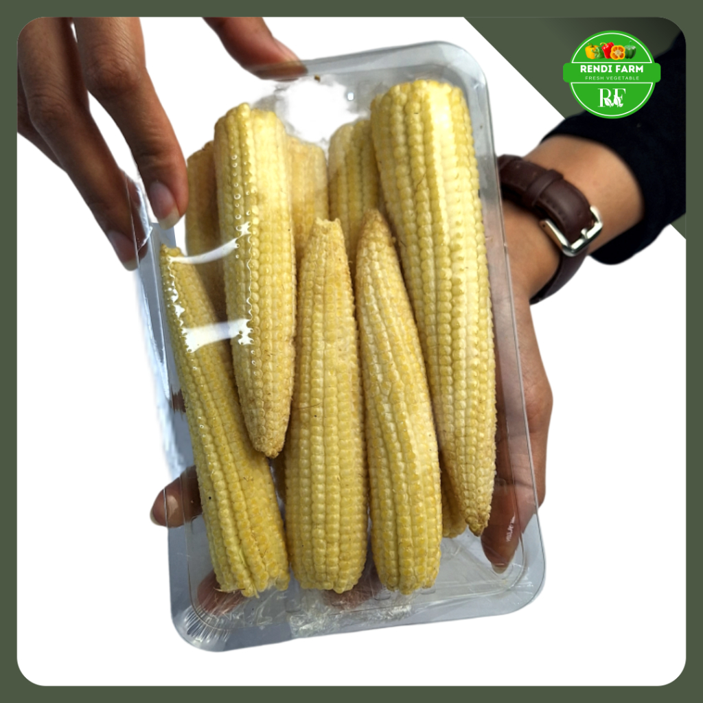 

JAGUNG ACAR/ BABY CORN / CORN BABY / JAGUNG CAPCAY/ JAGUNG KUPAS