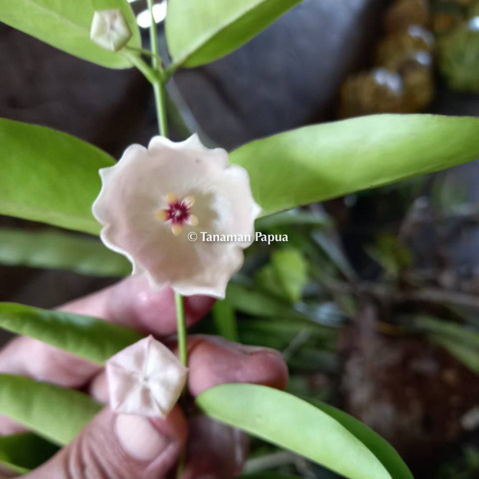 Tanaman Hias Hoya Evelinae Spesies Papua