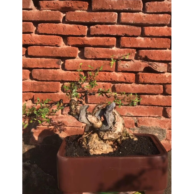 Bonsai Santigi Phempis acidula Meliuk Karakter Tua On The Rock