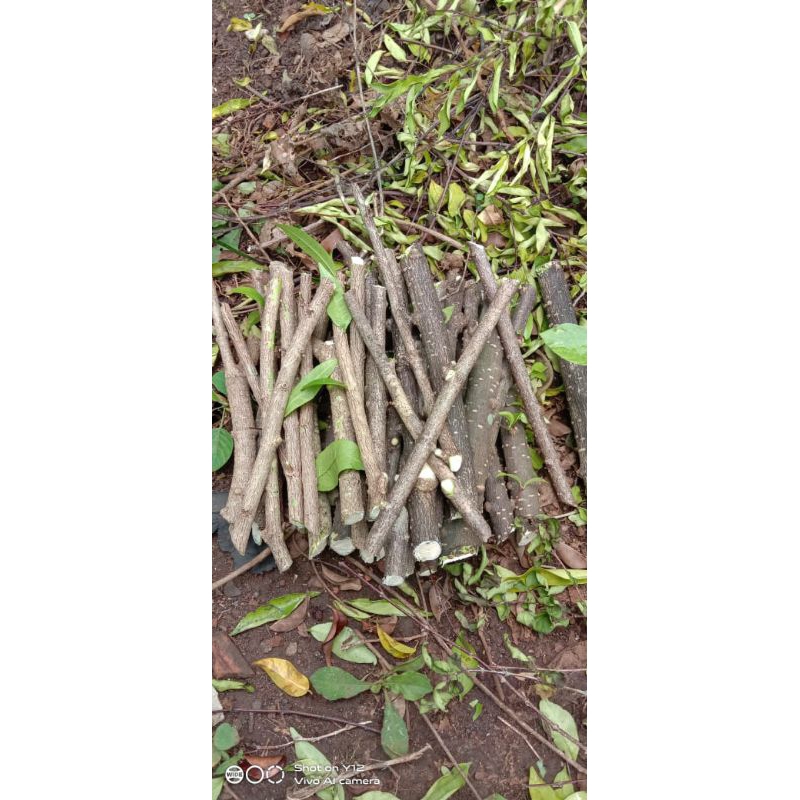 bahan setek anting putri/ batang