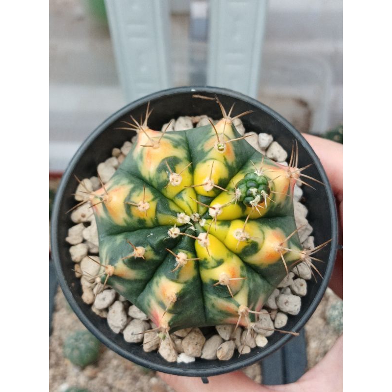 Gymnocalycium Pink Pearl | Kaktus | Gymno | Miha | Variegata