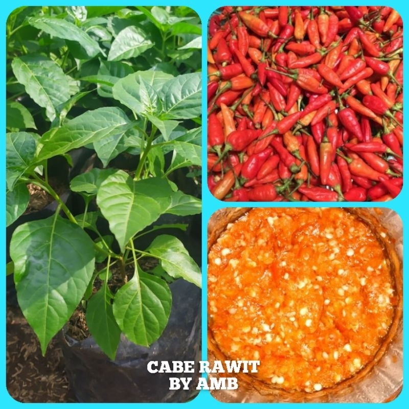 Bibit Cabai Rawit Putih Bibit Cabe Rawit Tanaman Cabe Pohon Cabe Cepat Berbuah Tanaman Cabe Rawit Se