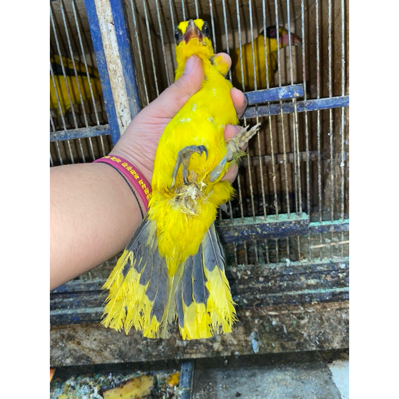 kepodang Bali jantan/betina