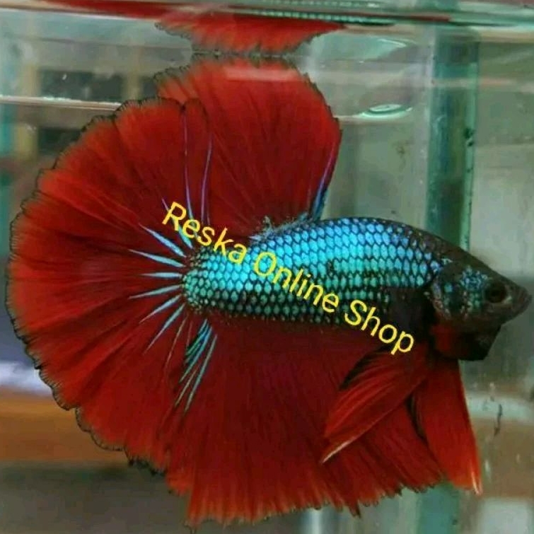 Ikan Cupang Halfmoon Rosetail Kombinasi Green Red Top Grade