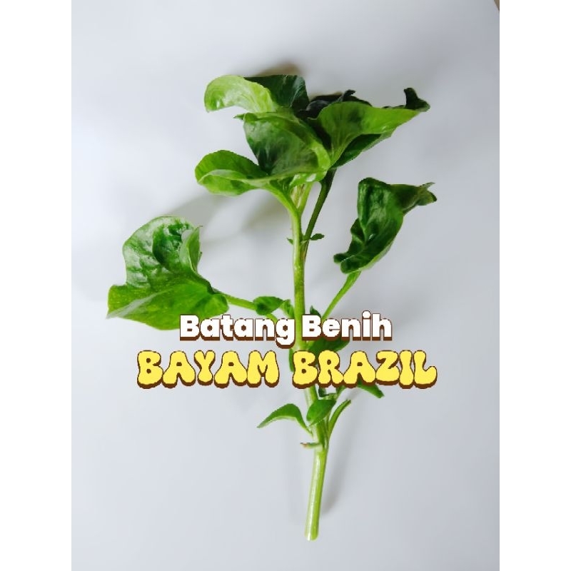 BENIH BATANG BAYAM BRAZIL - BATANG BAYAM BRAZIL - BAYAM BRAZIL - BENIH BAYAM BRAZIL - BIBIT BAYAM BR
