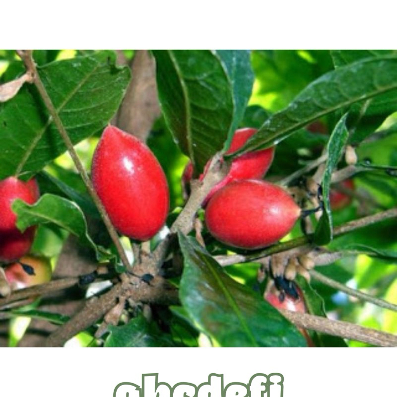 Bibit Miracle Fruit atau Buah Ajaib Sudah Berbunga