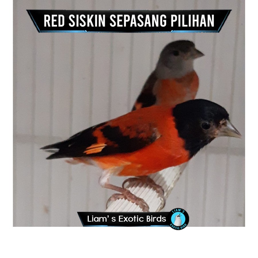 Burung Red Siskin Seri Klasik Sepasang