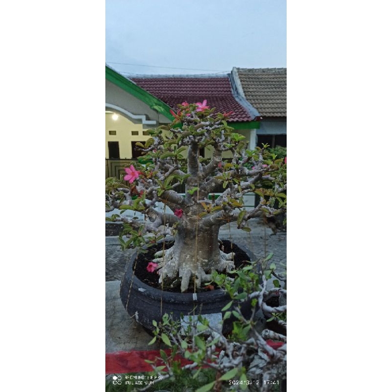 adenium catting rcn daun  kecil