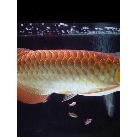 arwana arowana golden red size no minus, ikan sehat lengkap dengan sertifikat & chip