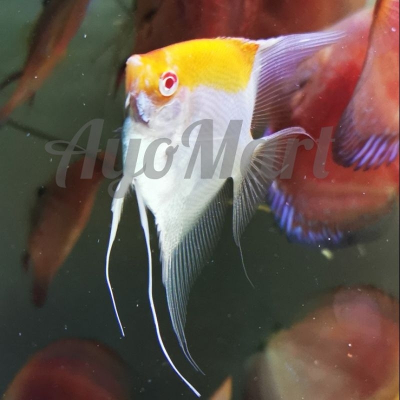 Ikan Angelfish Manfish ARC Albino Red Cap atau RCA Red Cap Albino Koi - kategori Langka atau Rare it