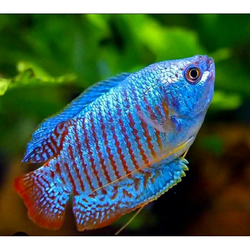Dekorasi Akuarium Sepat alius dasaran biru (Dwarf Gourami)