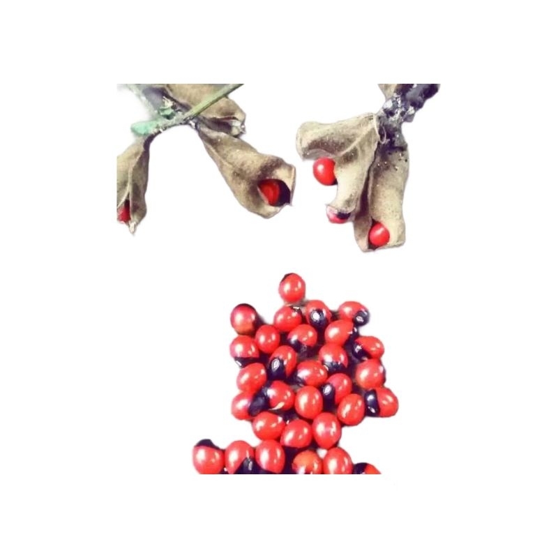 15 BIJI DAUN SAGA BENIH DAUN SAGA TANAMAN OBAT HERBAL DAUN SAGA