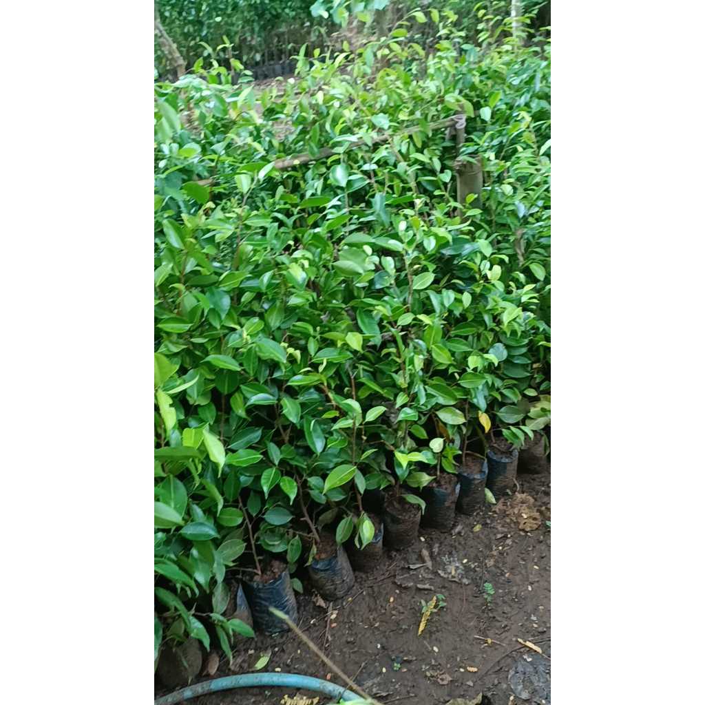 Bibit Beringin (Ficus benjamina ) tunas bibit